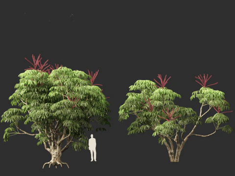 Schefflera actinophylla - Umbrella tree 3D Model