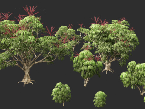 Schefflera actinophylla - Umbrella tree Modèle 3D