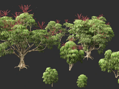 Schefflera actinophylla - Umbrella tree 3D Model