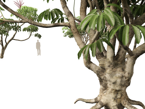 Schefflera actinophylla - Umbrella tree Modèle 3D