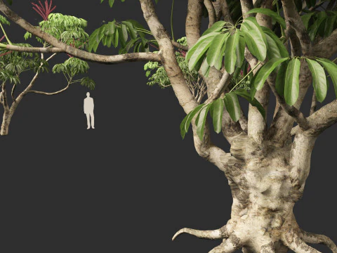 Schefflera actinophylla - Umbrella tree 3D Model