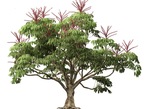 Schefflera actinophylla - Umbrella tree Modèle 3D