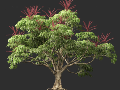 Schefflera actinophylla - Umbrella tree Modèle 3D