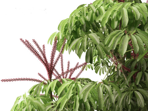 Schefflera actinophylla - Umbrella tree Modèle 3D