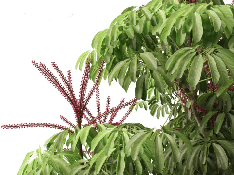 Schefflera actinophylla - Umbrella tree 3D Model