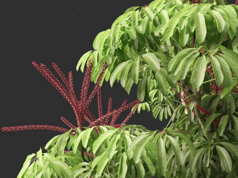 Schefflera actinophylla - Umbrella tree 3D Model