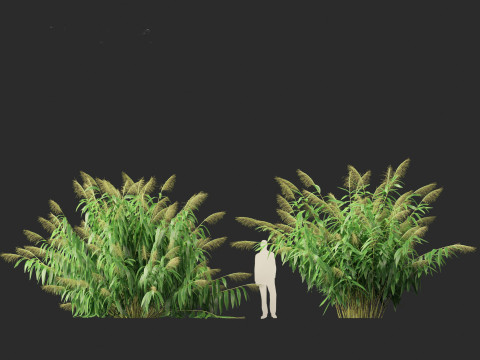 Thysanolaena latifolia - Tiger grass Modèle 3D