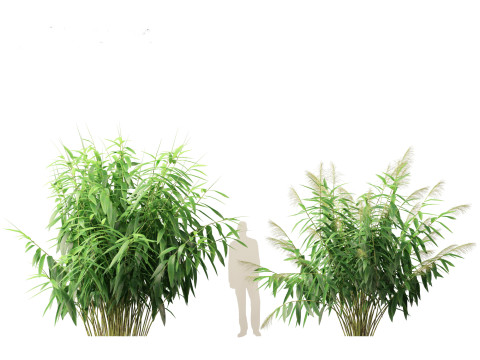 Thysanolaena latifolia - Tiger grass Modèle 3D