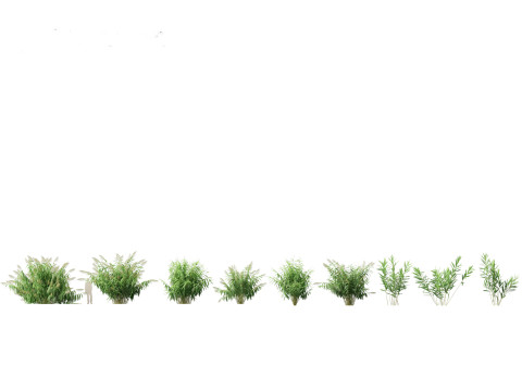 Thysanolaena latifolia - Tiger grass Modèle 3D
