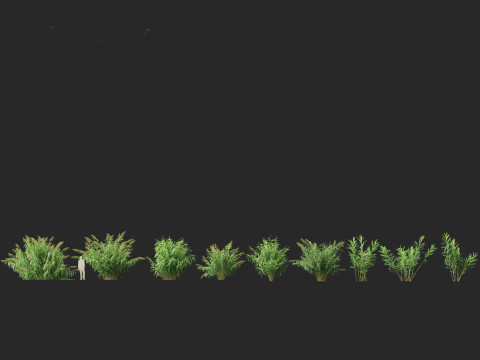 Thysanolaena latifolia - Tiger grass Modèle 3D