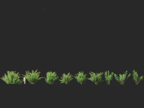 Thysanolaena latifolia - Tiger grass 3D Model