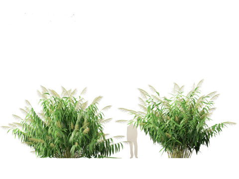Thysanolaena latifolia - Tiger grass Modèle 3D