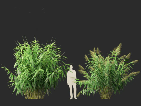 Thysanolaena latifolia - Tiger grass 3D Model