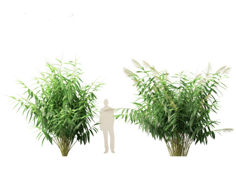 Thysanolaena latifolia - Tiger grass Modèle 3D