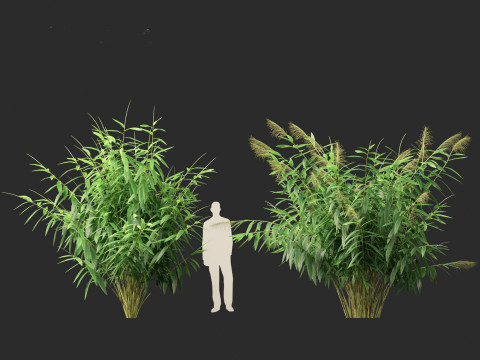 Thysanolaena latifolia - Tiger grass Modèle 3D
