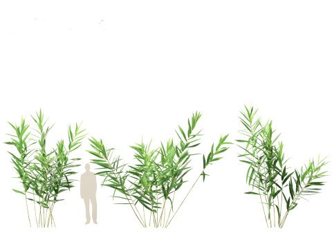 Thysanolaena latifolia - Tiger grass Modèle 3D