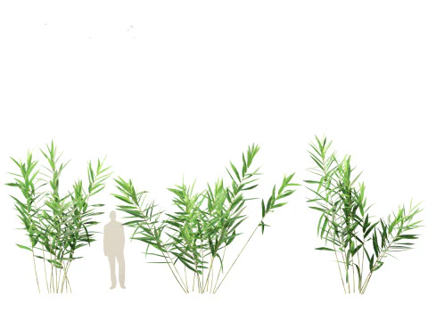 Thysanolaena latifolia - Tiger grass 3D Model
