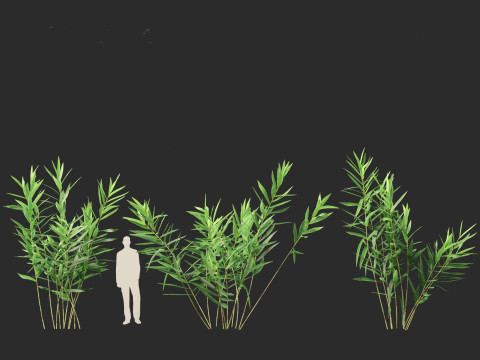Thysanolaena latifolia - Tiger grass Modèle 3D