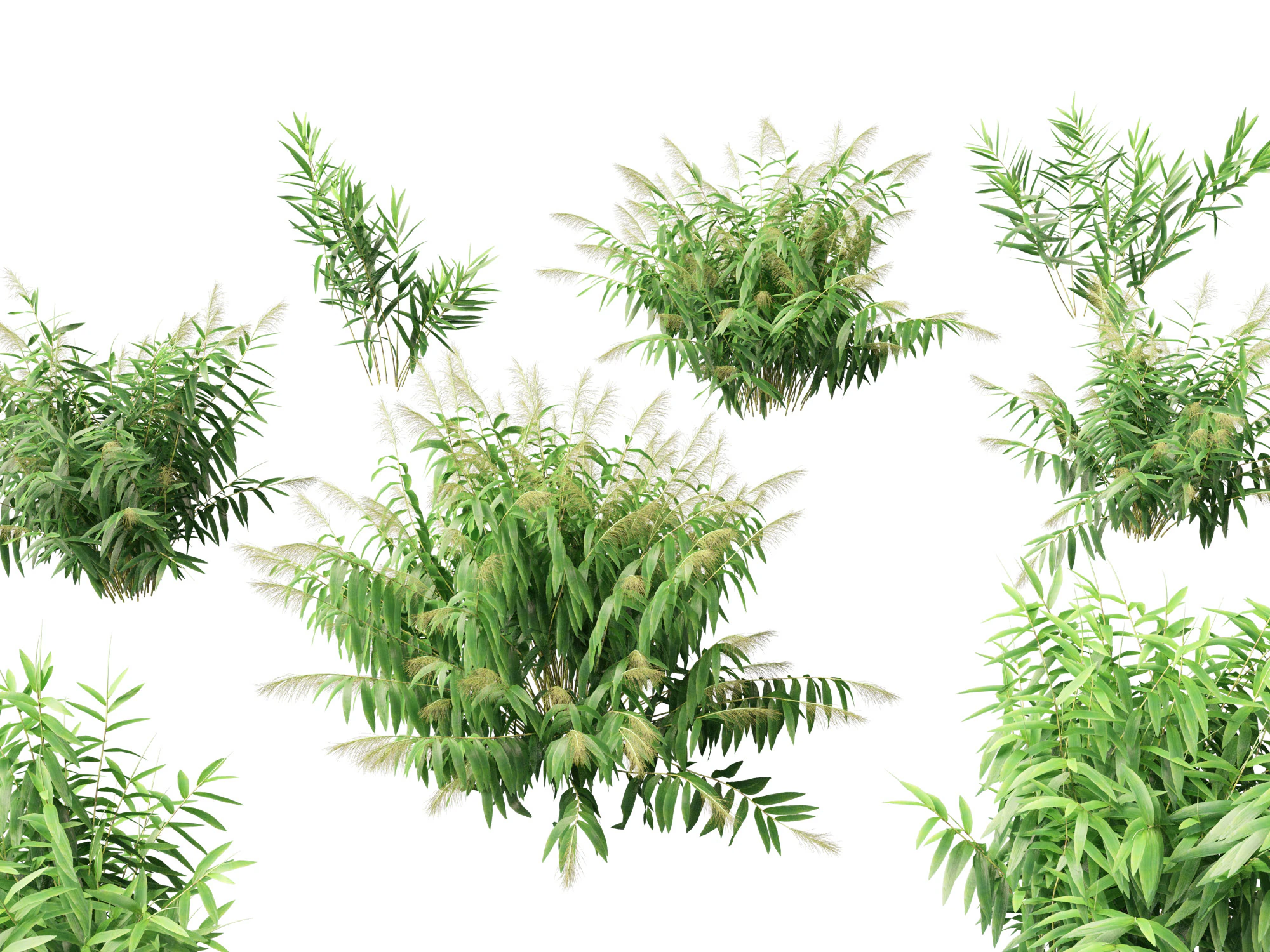 Thysanolaena latifolia - Tiger grass 3D Model .c4d .max .obj .3ds .fbx .stl .blend 