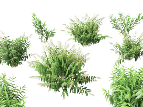 Thysanolaena latifolia - Tiger grass Modello 3D
