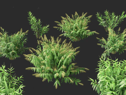 Thysanolaena latifolia - Tiger grass 3D Model