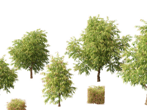 Waterhousea floribunda - Weeping Lilly Pilly 3D Model
