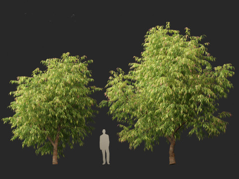 Waterhousea floribunda - Weeping Lilly Pilly 3D Модель