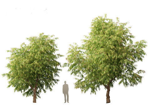 Waterhousea floribunda - Weeping Lilly Pilly 3D Модель