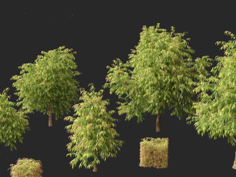 Waterhousea floribunda - Weeping Lilly Pilly 3D Модель