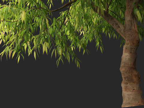 Waterhousea floribunda - Weeping Lilly Pilly 3D Модель