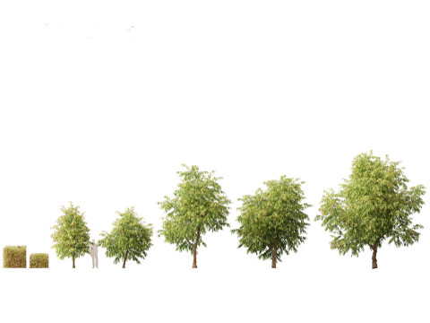 Waterhousea floribunda - Weeping Lilly Pilly 3D Модель