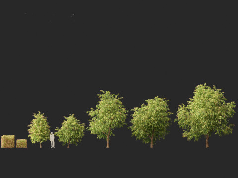 Waterhousea floribunda - Weeping Lilly Pilly 3D Модель