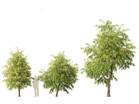 Waterhousea floribunda - Weeping Lilly Pilly 3D Модель