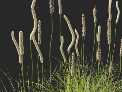 Xanthorrhoea minor - Grasstree 3D-Modell