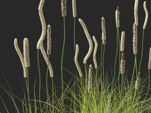 Xanthorrhoea minor - Grasstree 3D Model