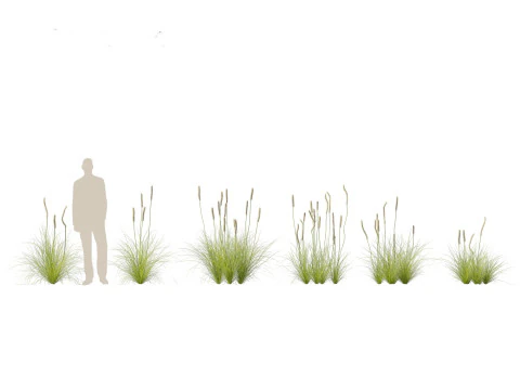 Xanthorrhoea minor - Grasstree 3D Model