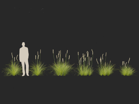 Xanthorrhoea minor - Grasstree 3D-Modell