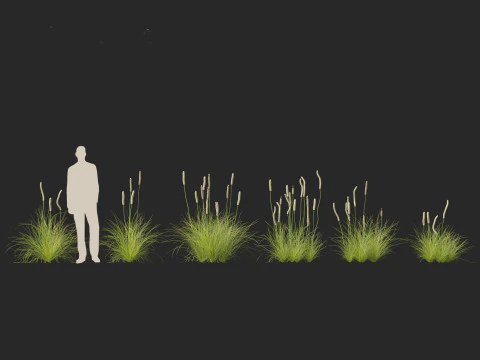Xanthorrhoea minor - Grasstree 3D Model