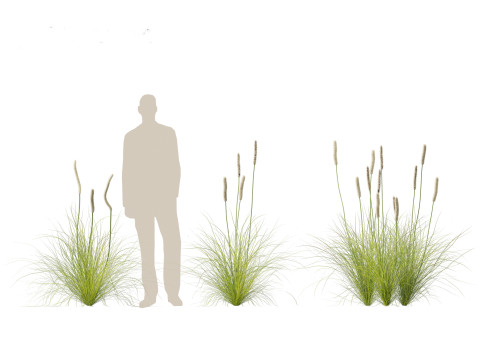 Xanthorrhoea minor - Grasstree 3D-Modell