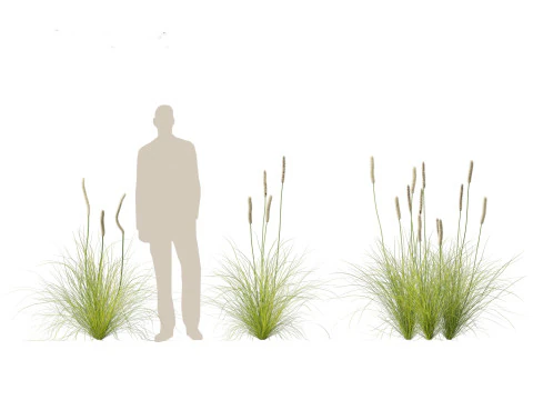 Xanthorrhoea minor - Grasstree 3D Model