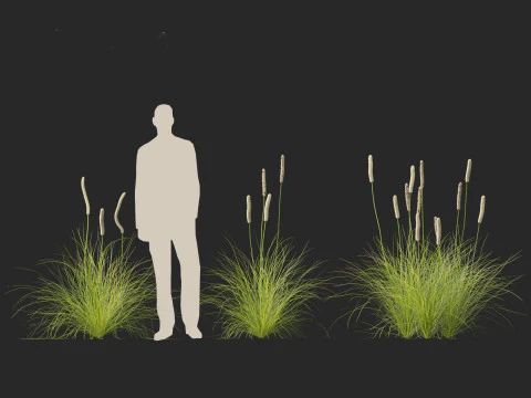 Xanthorrhoea minor - Grasstree 3D Model