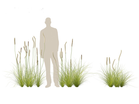 Xanthorrhoea minor - Grasstree 3D-Modell