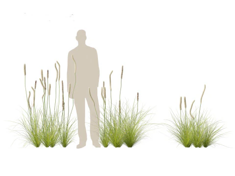 Xanthorrhoea minor - Grasstree 3D Model