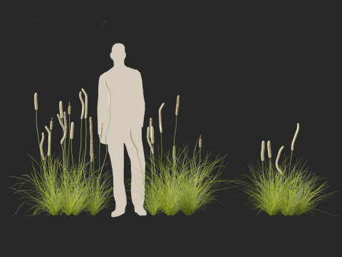 Xanthorrhoea minor - Grasstree 3D-Modell