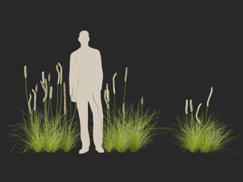 Xanthorrhoea minor - Grasstree 3D Model