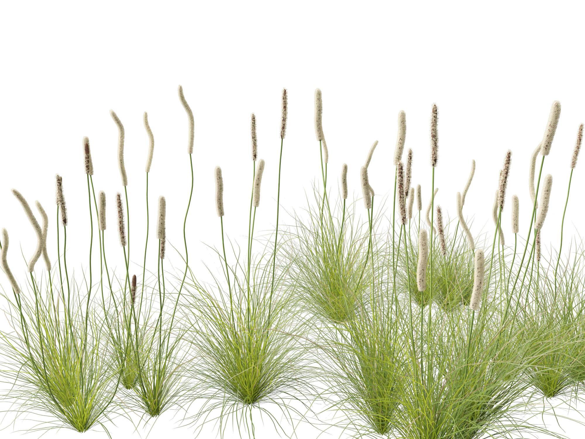 Xanthorrhoea minor - Grasstree 3D Model .c4d .max .obj .3ds .fbx .stl .blend