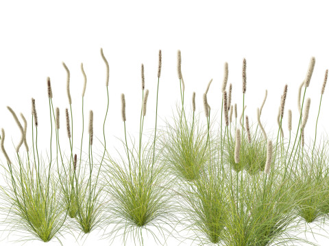 Xanthorrhoea minor - Grasstree 3D Model