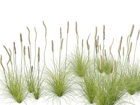 Xanthorrhoea minor - Grasstree Modello 3D