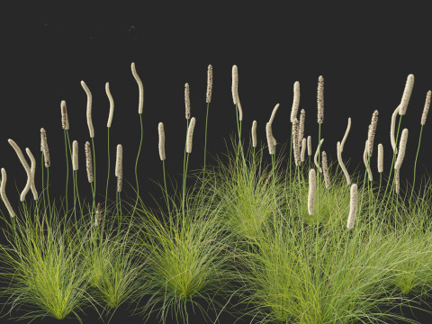 Xanthorrhoea minor - Grasstree 3D-Modell