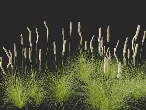 Xanthorrhoea minor - Grasstree 3D Model